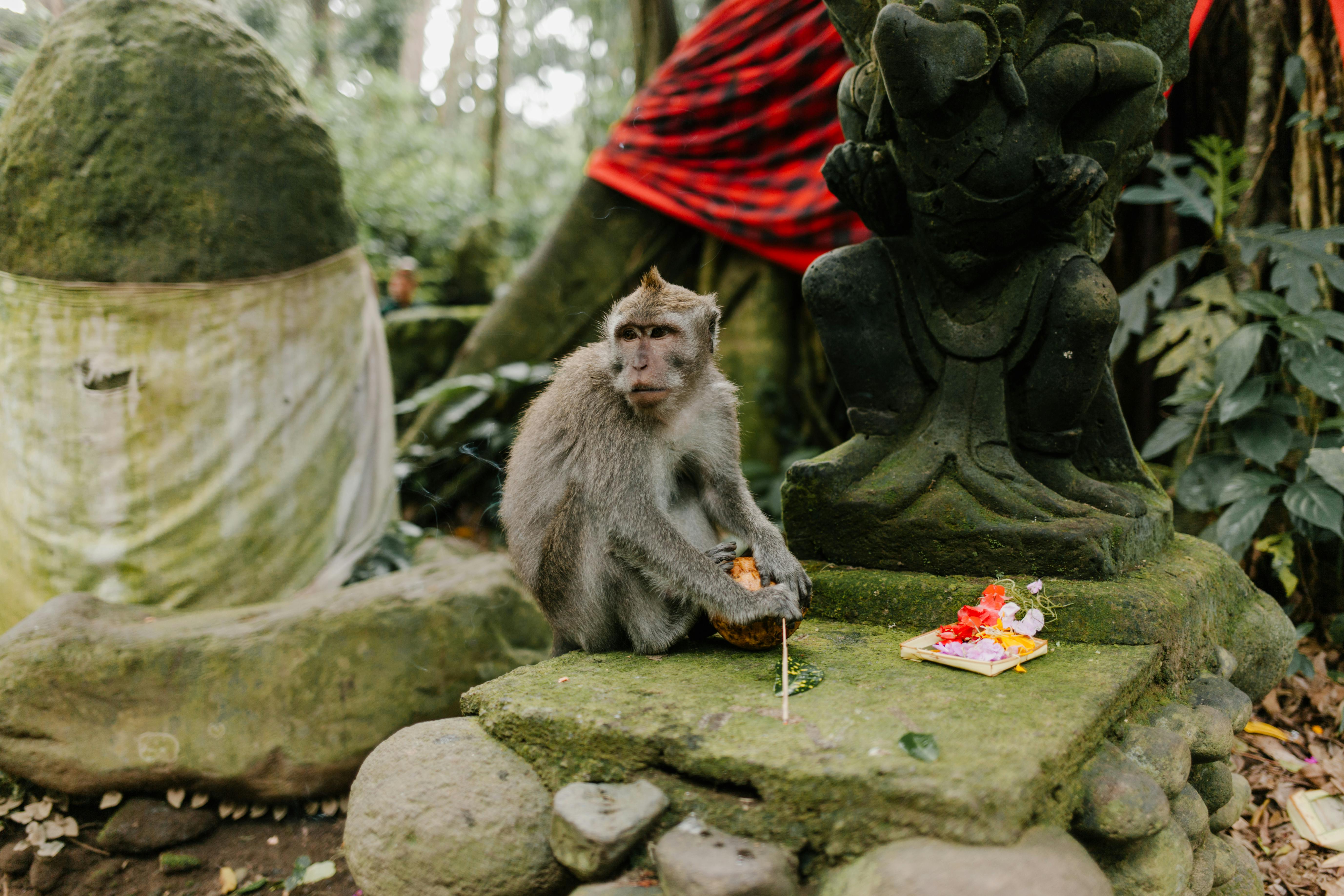 A Balinese long-tailed monkey sitting on an ancient moss-covered temple statue in Ubud's Sacred Monkey Forest Sanctuary, surrounded by lush jungle