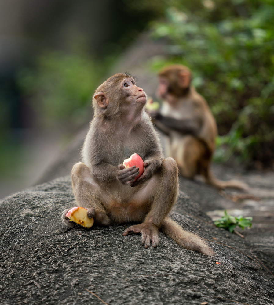 monkey forest ubud