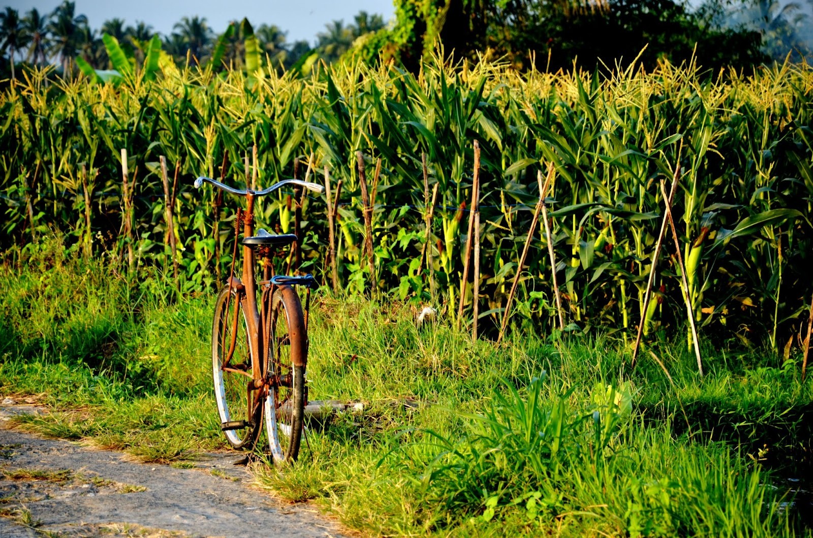 How do you get around Canggu