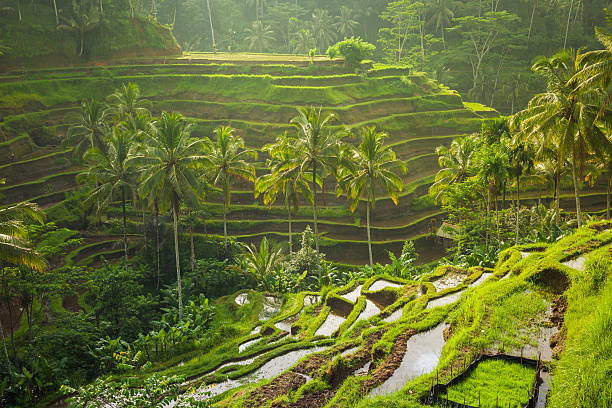 rice terrace in Ubud