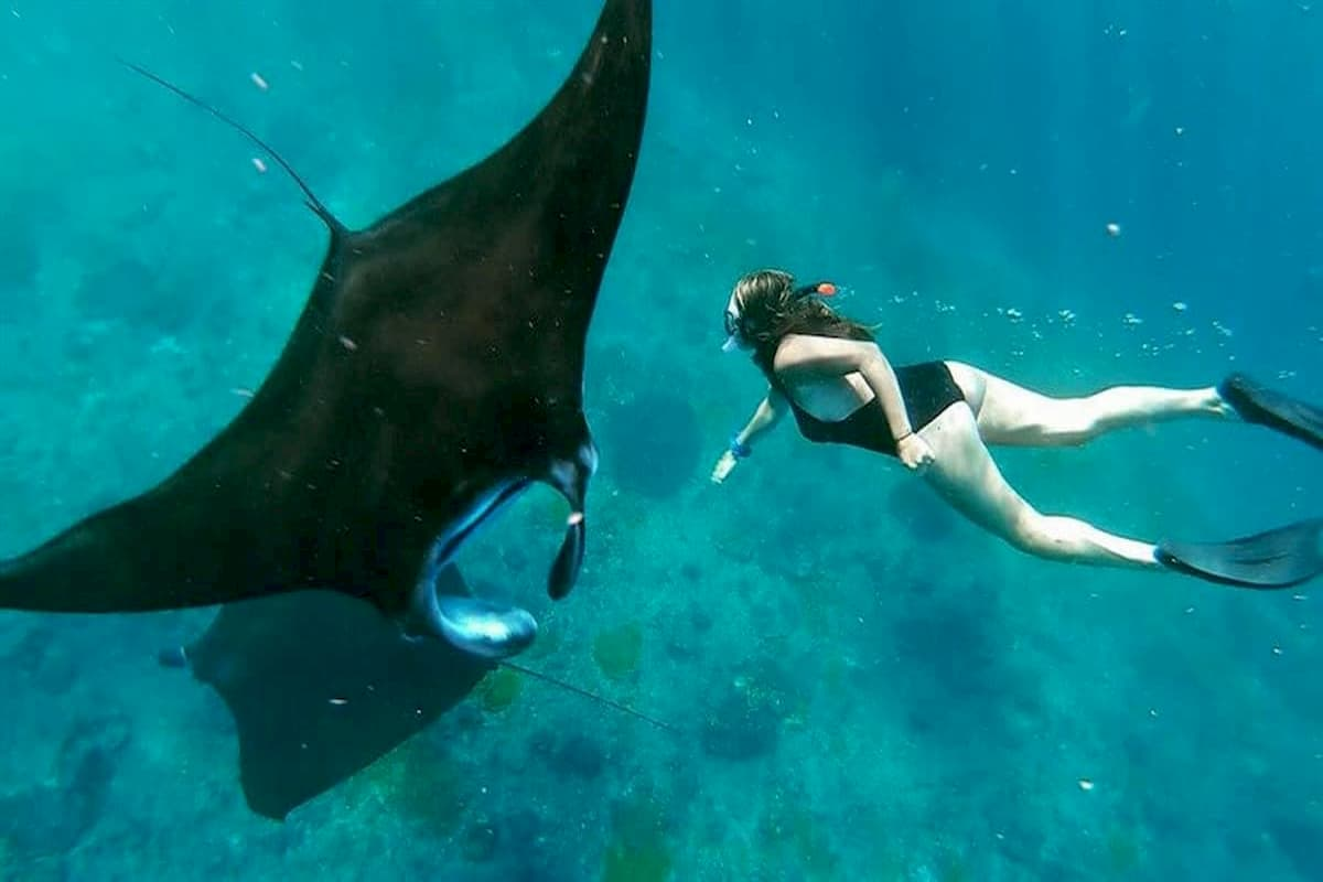 snorkeling with manta rays