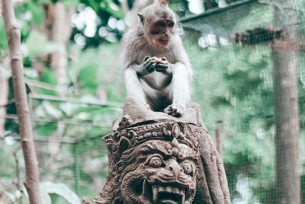 Ubud Monkey Forest