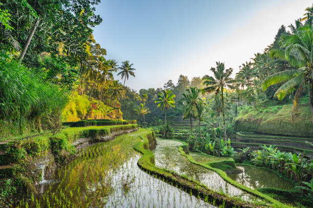 Bali rice terrace